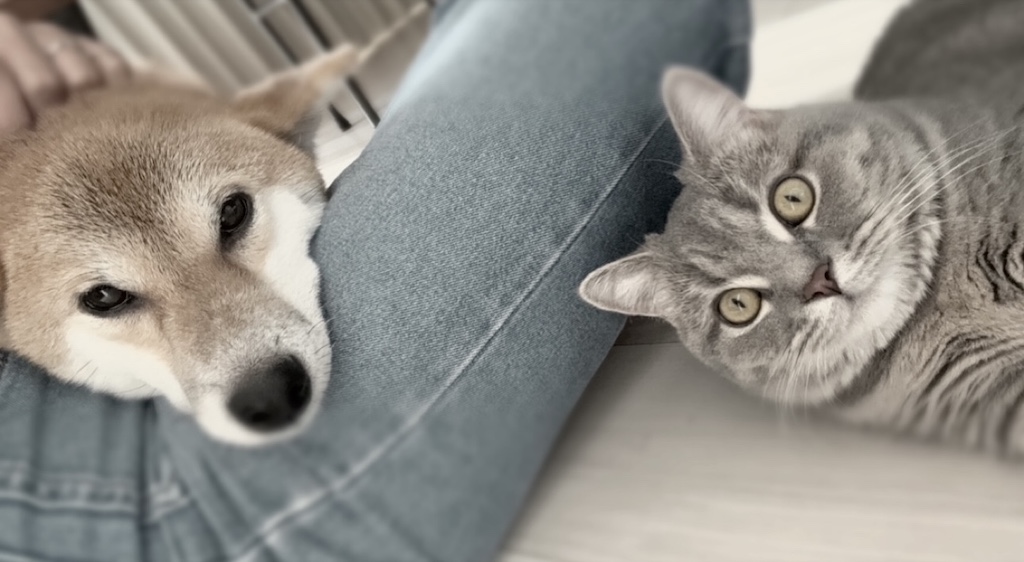 nounouについて