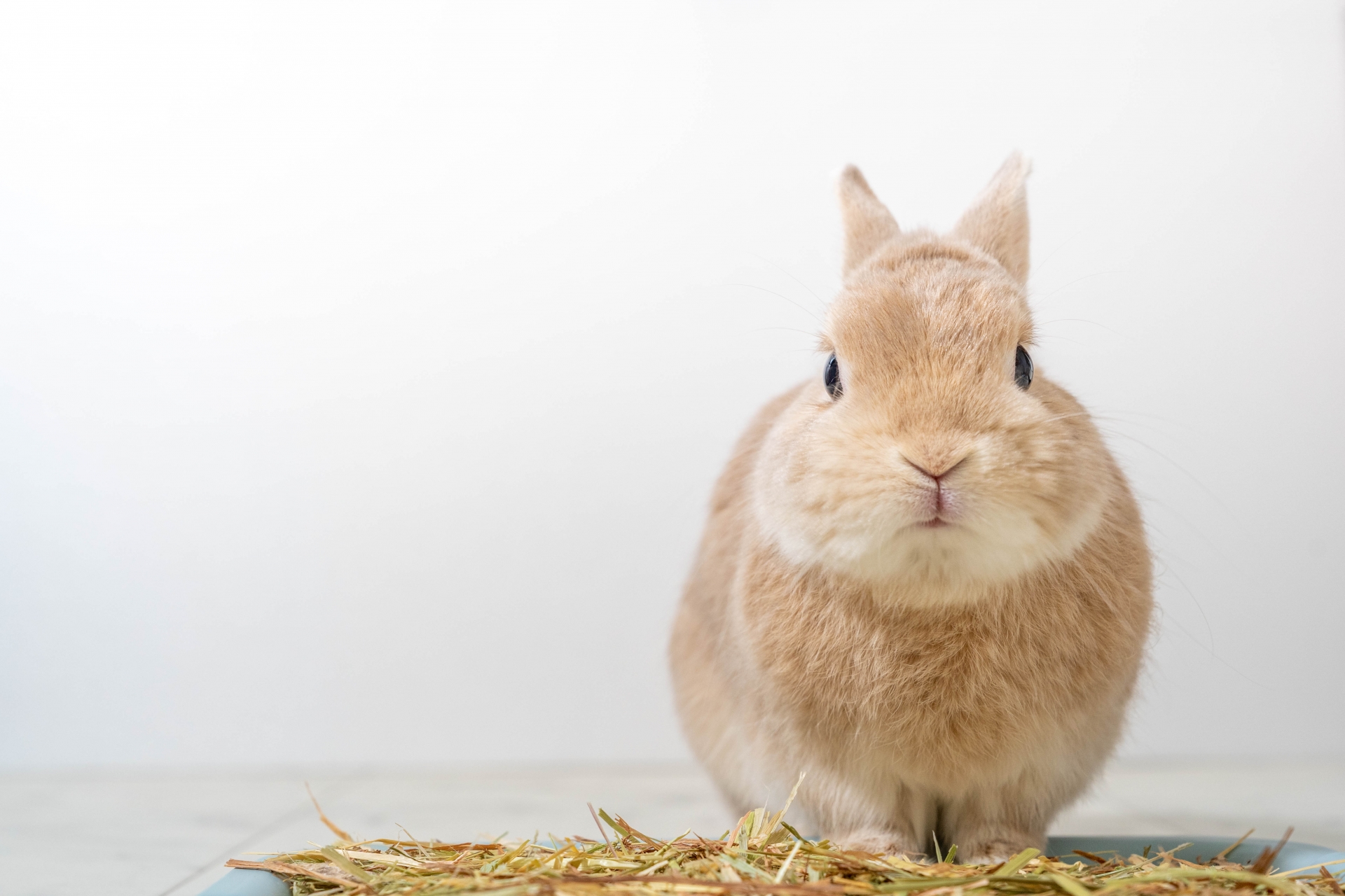 小動物・爬虫類のお世話